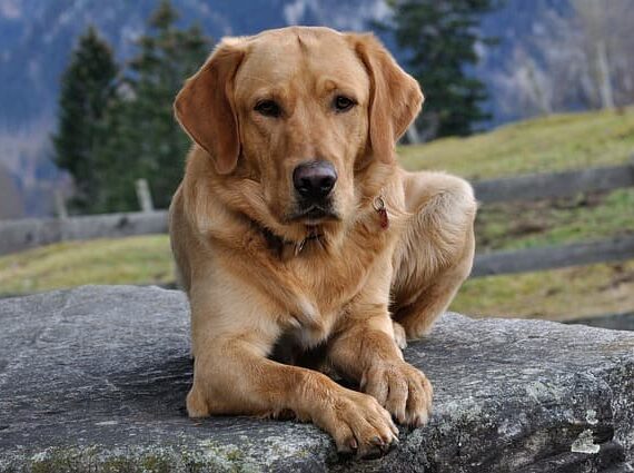 dog