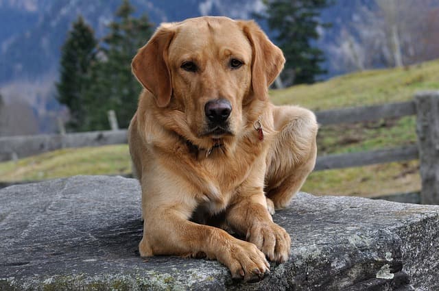 dog