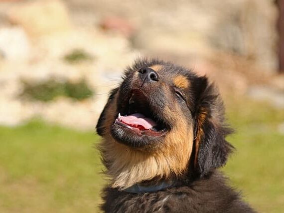 Puppy