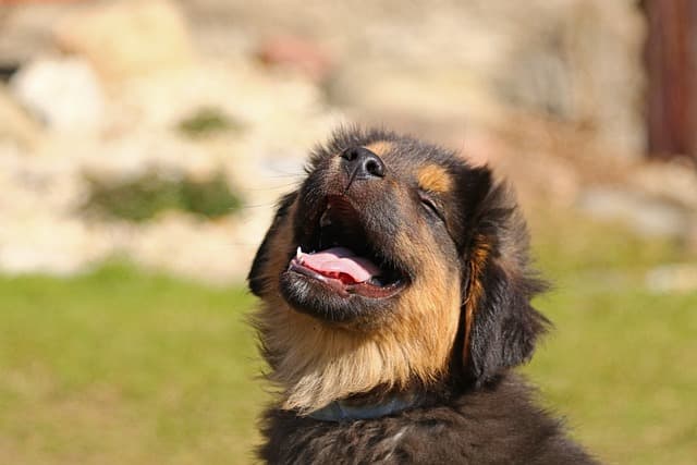 Puppy