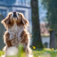 dog