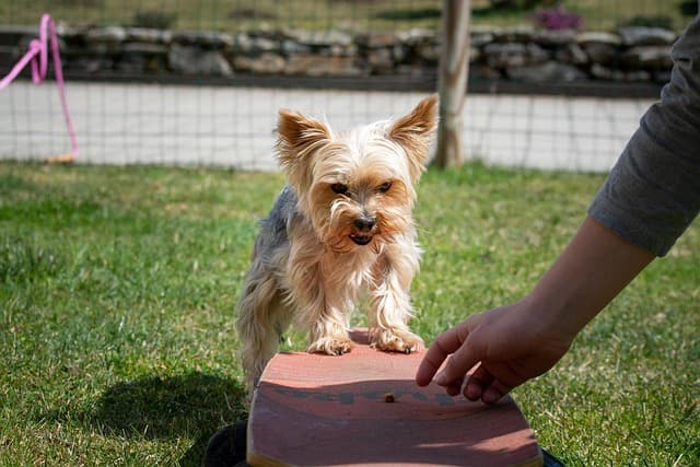 dog