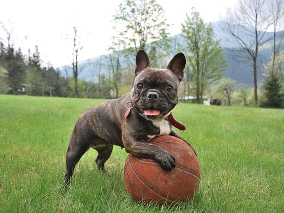 dog