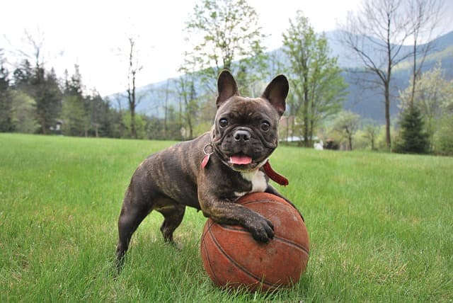 dog