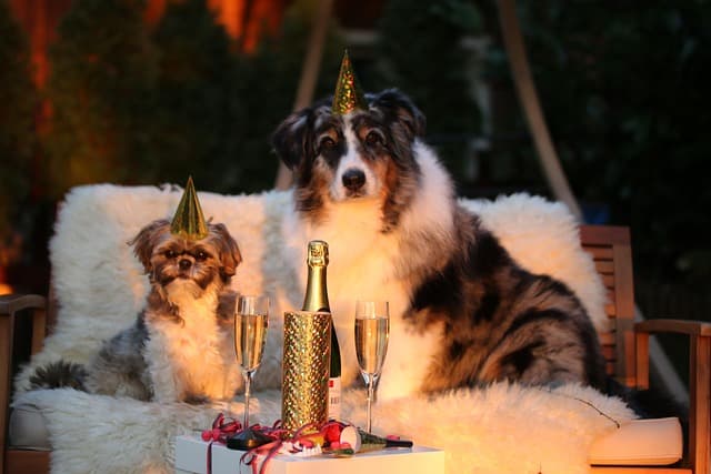 dogs