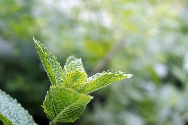 peppermint