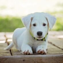 puppy